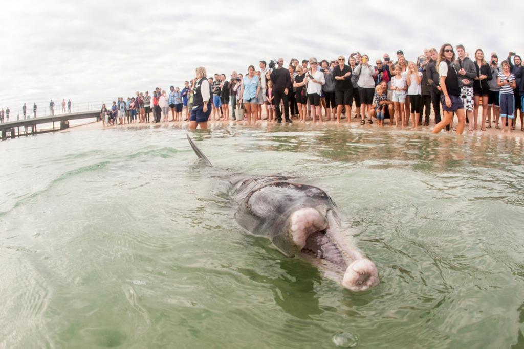 Rac Monkey Mia Dolphin Resort Eksteriør billede