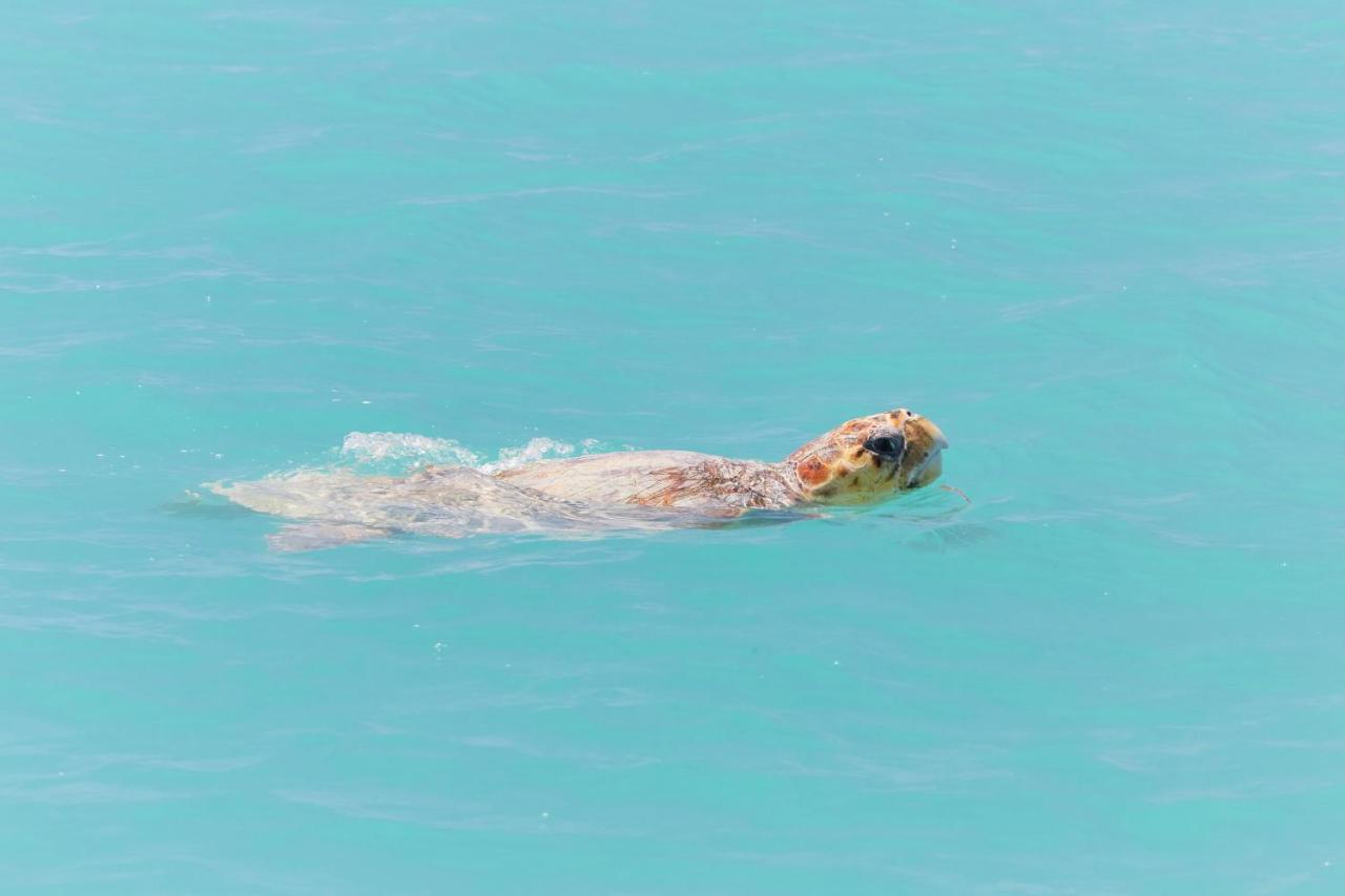 Rac Monkey Mia Dolphin Resort Eksteriør billede